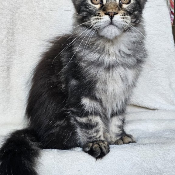 Maine Coon EZ Paprika