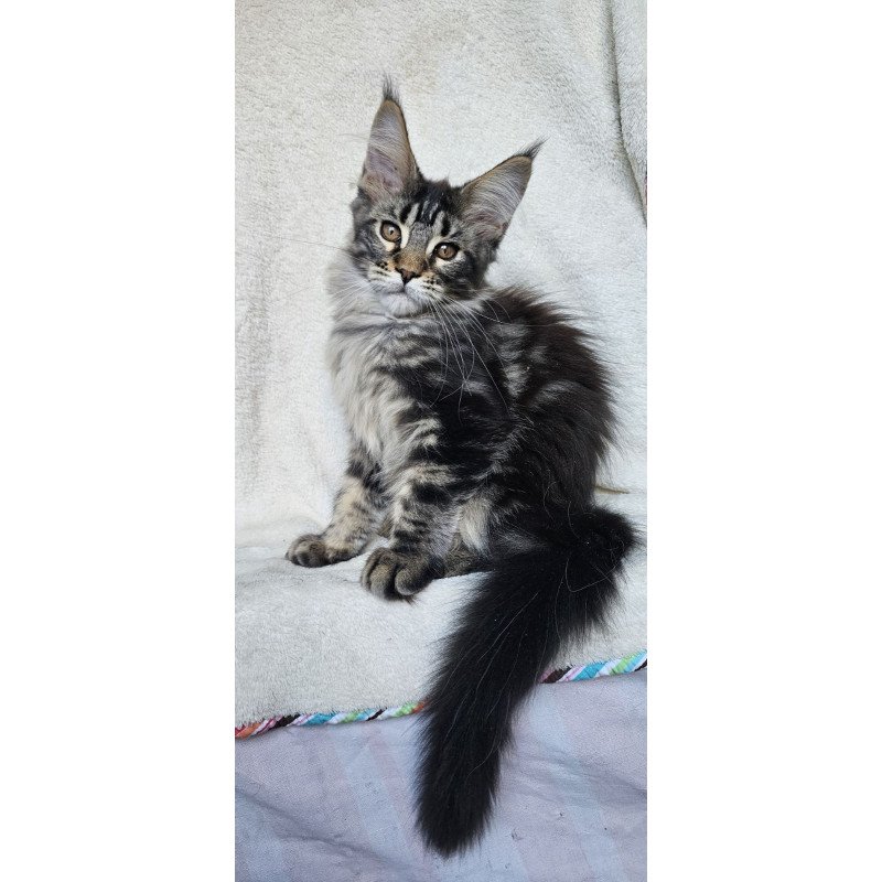 Maine Coon EZ Paprika
