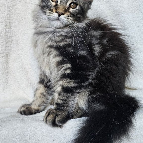 Maine Coon EZ Paprika