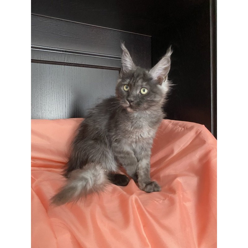 Maine Coon EZ Via Virginia