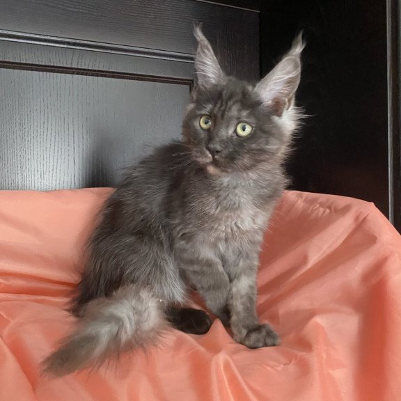 Maine Coon EZ Via Virginia