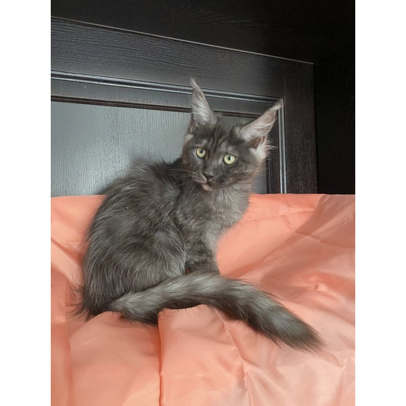 Maine Coon EZ Via Virginia