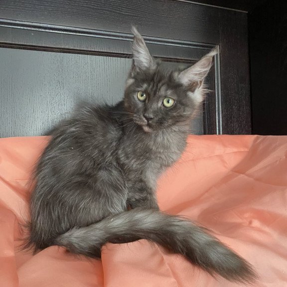 Maine Coon EZ Via Virginia