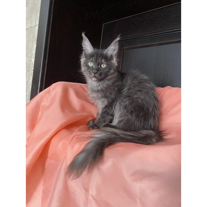 Maine Coon EZ Via Virginia
