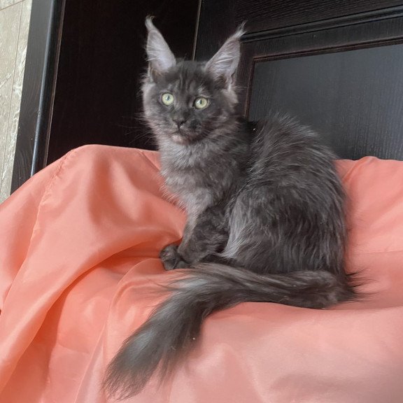 Maine Coon EZ Via Virginia