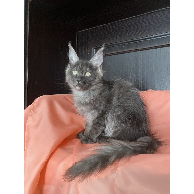 Maine Coon EZ Via Virginia