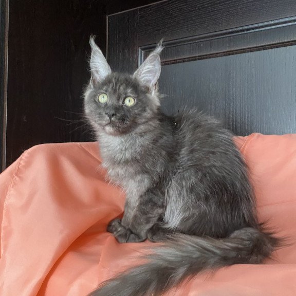 Maine Coon EZ Via Virginia