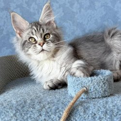 Maine Coon EZ Melani