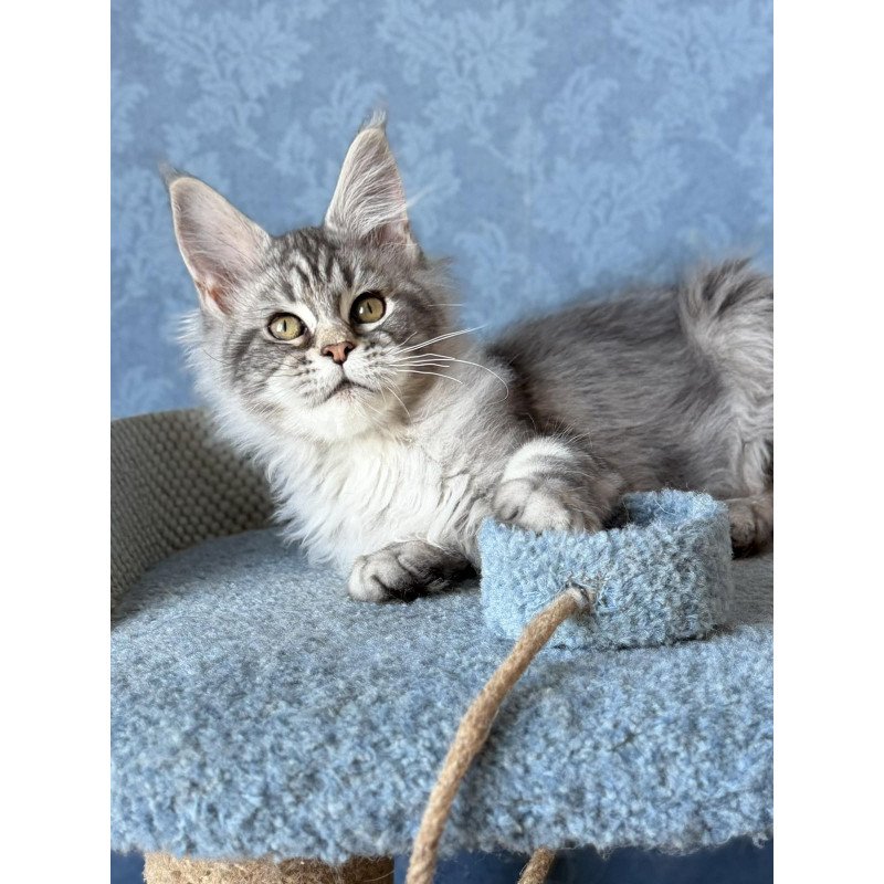 Maine Coon EZ Melani