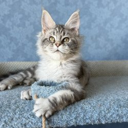 Maine Coon EZ Melani