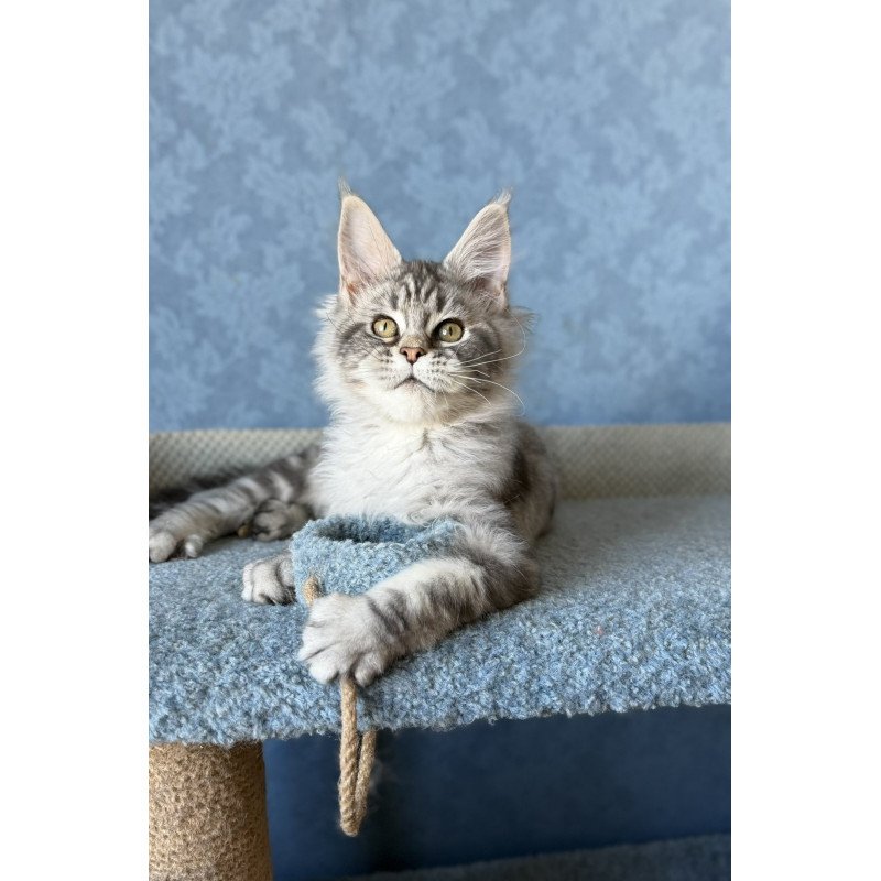 Maine Coon EZ Melani