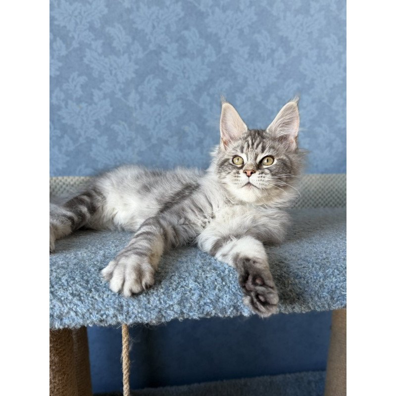 Maine Coon EZ Melani