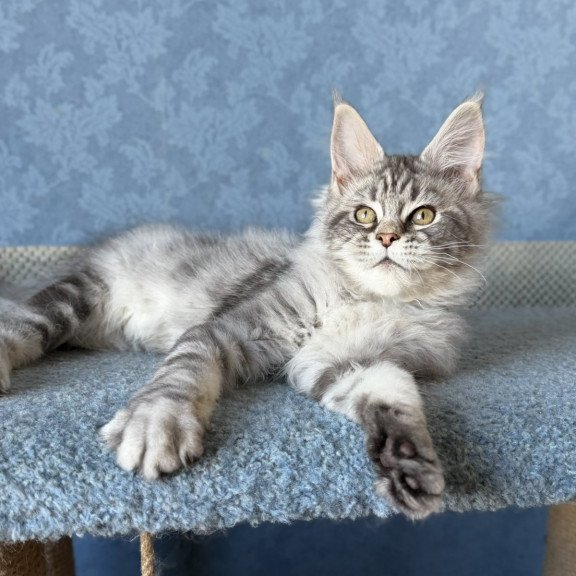 Maine Coon EZ Melani