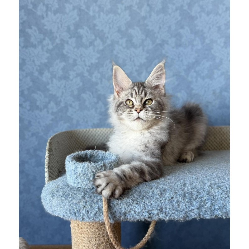 Maine Coon EZ Melani