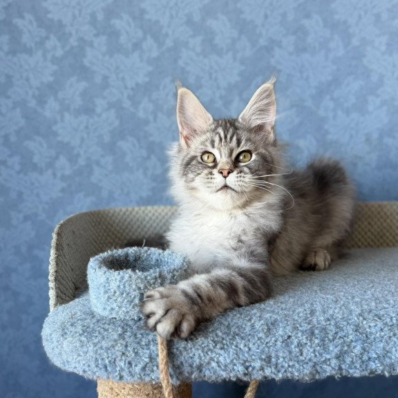 Maine Coon EZ Melani