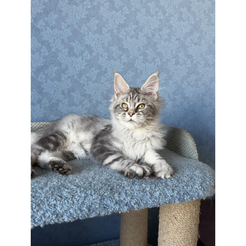 Maine Coon EZ Melani