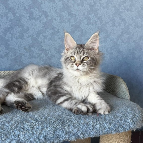 Maine Coon EZ Melani