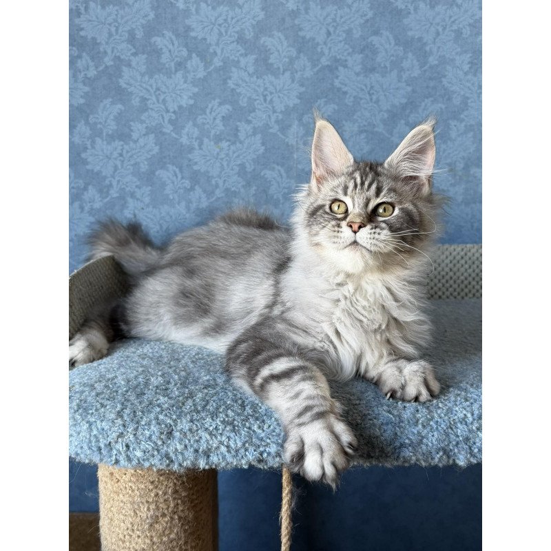 Maine Coon EZ Melani