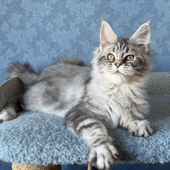 Maine Coon EZ Melani