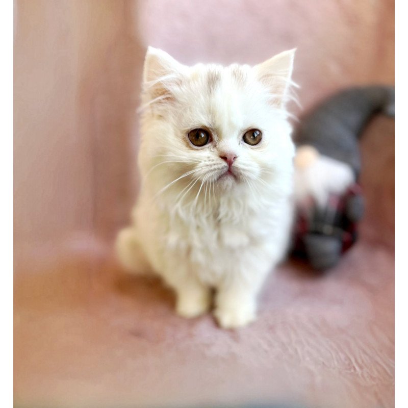 Scottish EZ White Milka