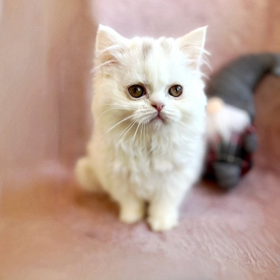 Scottish EZ White Milka