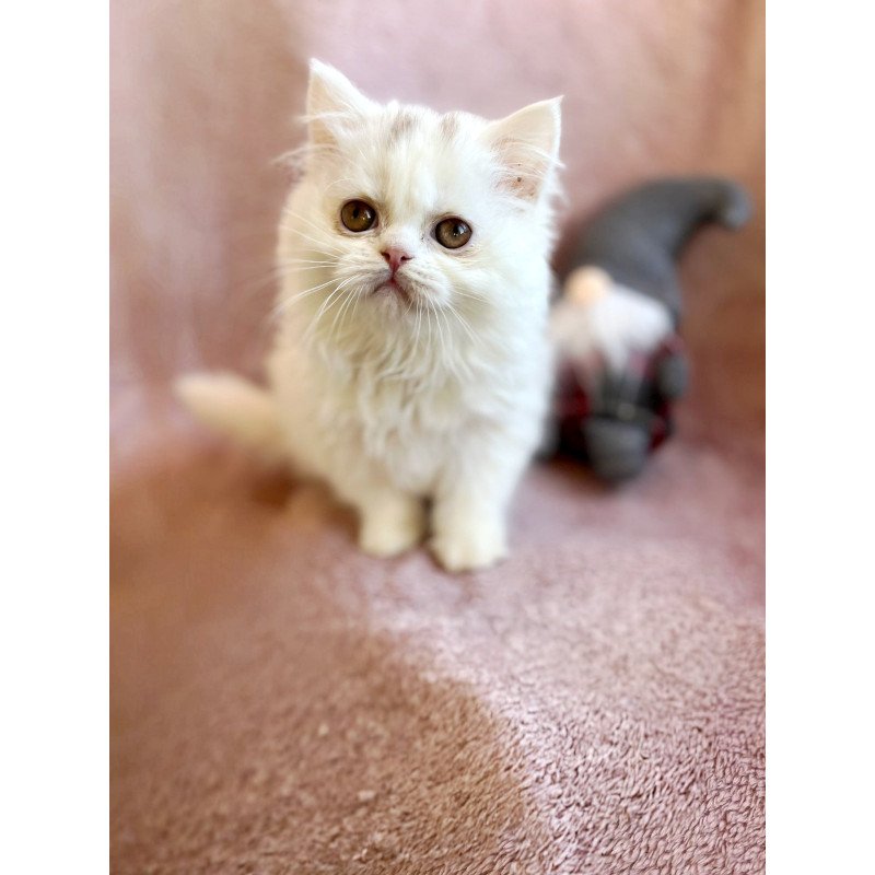 Scottish EZ White Milka