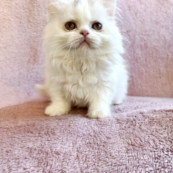 Scottish EZ White Milka