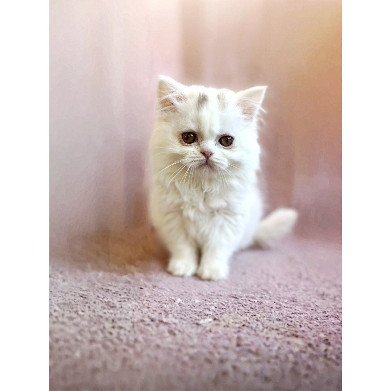 Scottish EZ White Milka