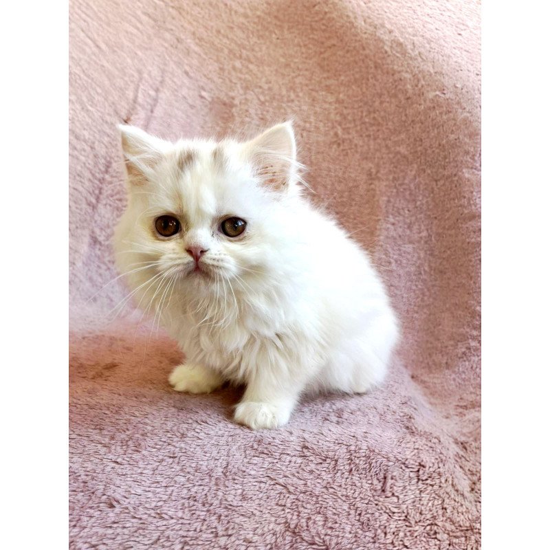 Scottish EZ White Milka