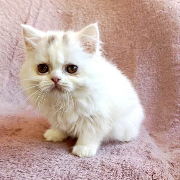 Scottish EZ White Milka