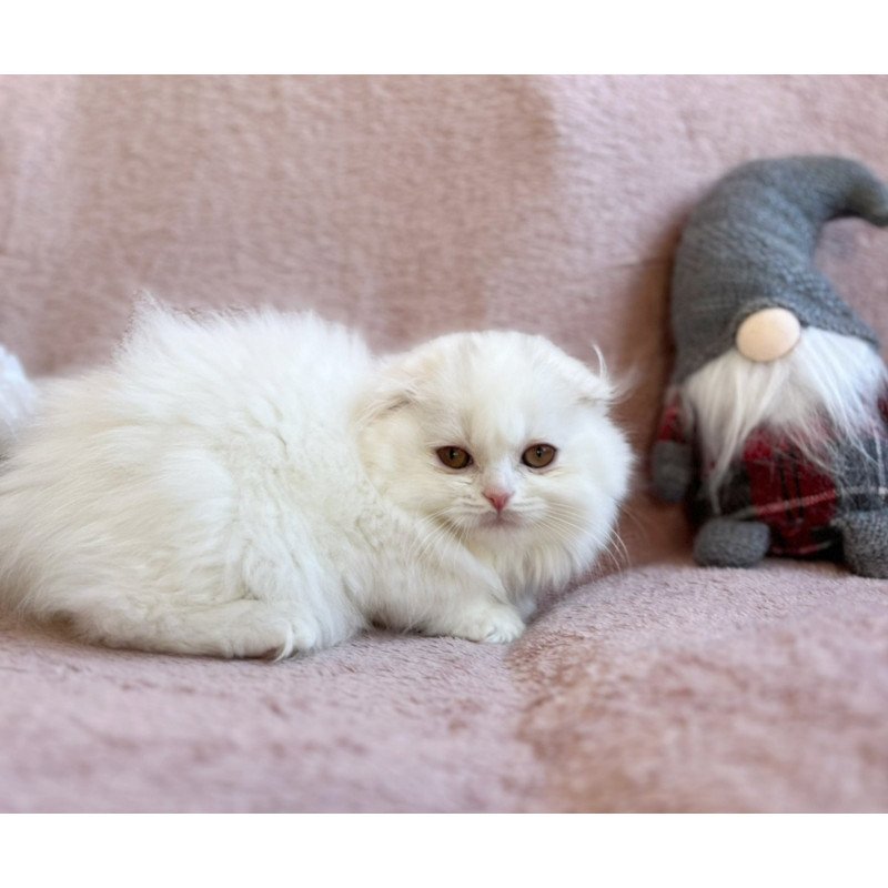 Scottish EZ White Crazy