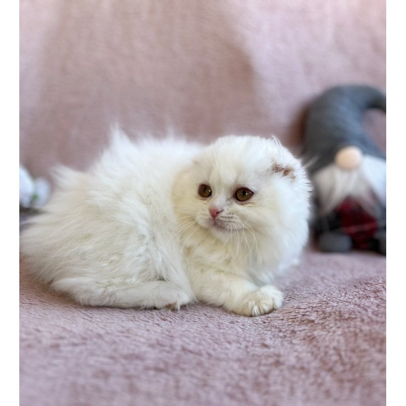 Scottish EZ White Crazy