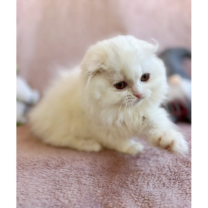 Scottish EZ White Crazy