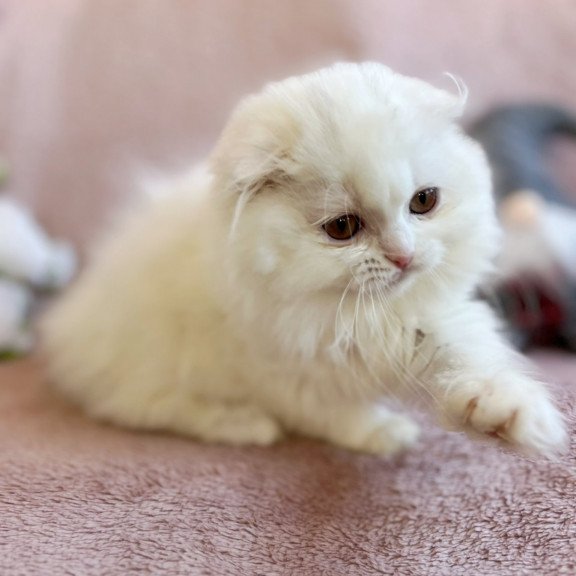 Scottish EZ White Crazy