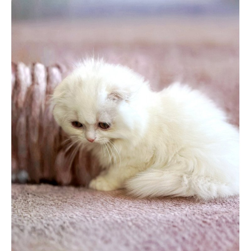 Scottish EZ White Crazy