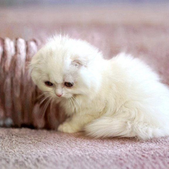 Scottish EZ White Crazy