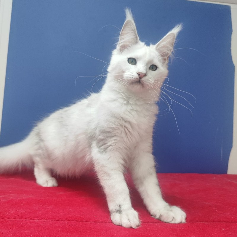 Maine Coon EZ Faina