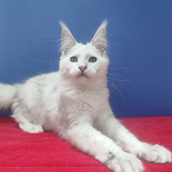 Maine Coon EZ Faina