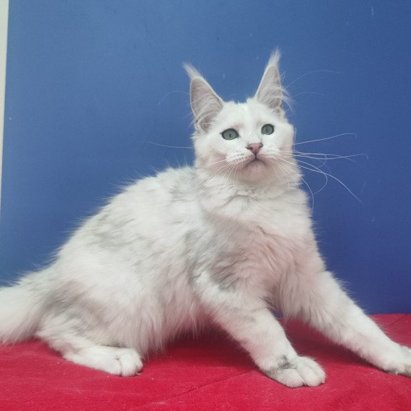 Maine Coon EZ Faina