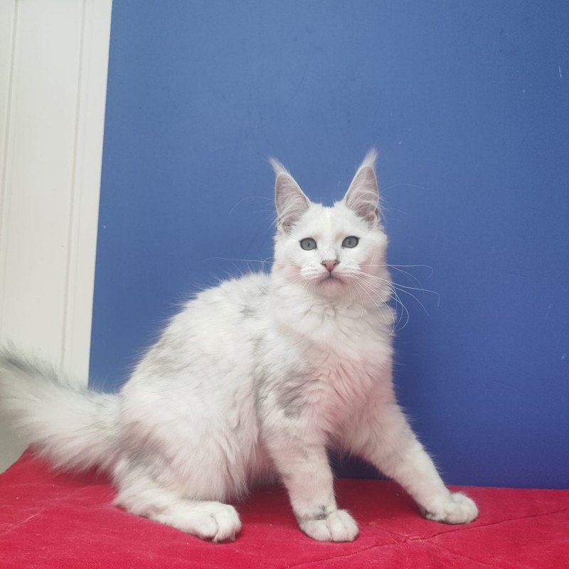 Maine Coon EZ Faina