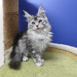 Maine Coon EZ Еrinka