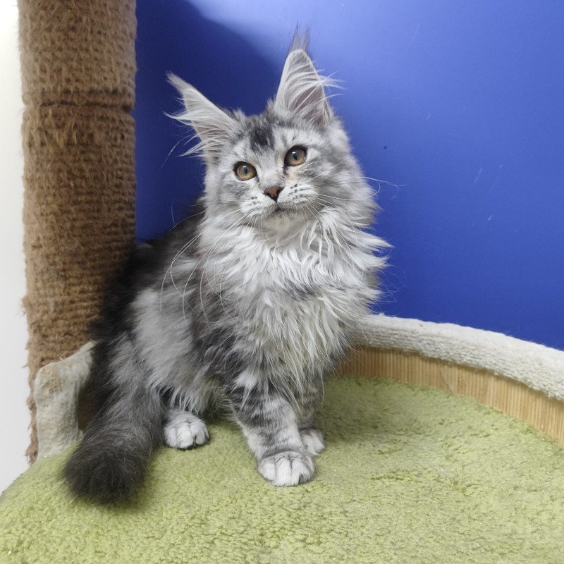 Maine Coon EZ Еrinka