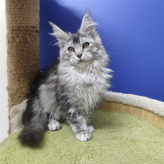 Maine Coon EZ Еrinka