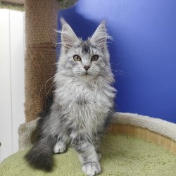 Maine Coon EZ Еrinka