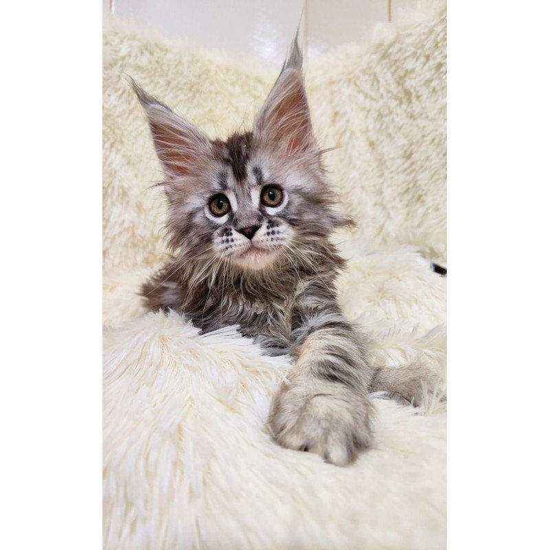 Maine Coon EZ Pudra