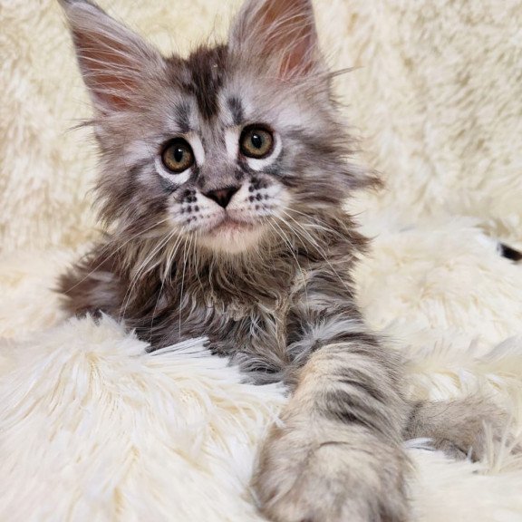 Maine Coon EZ Pudra