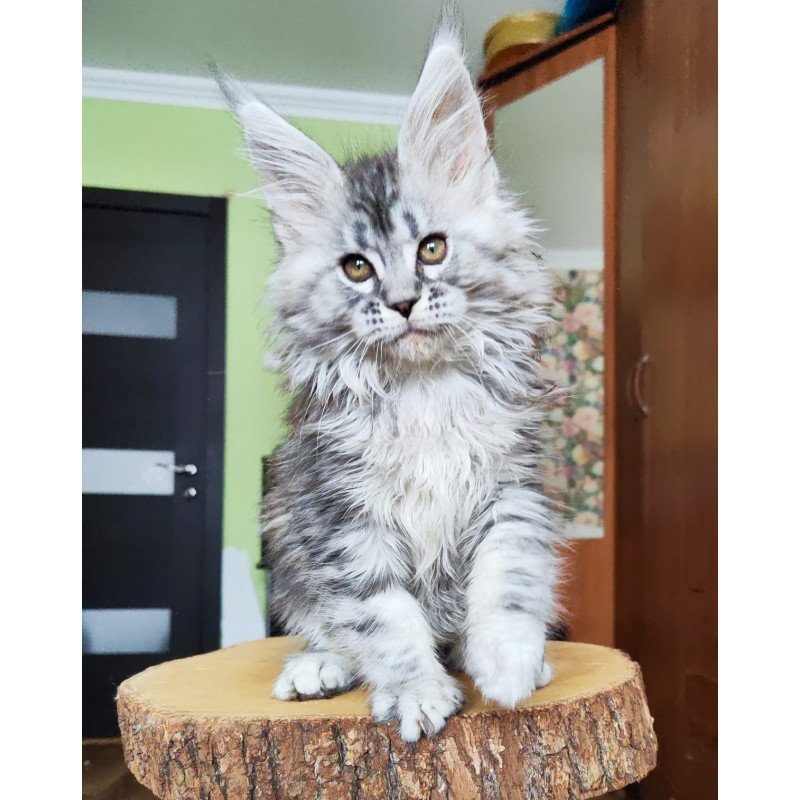 Maine Coon EZ Pudra