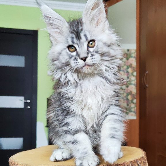 Maine Coon EZ Pudra