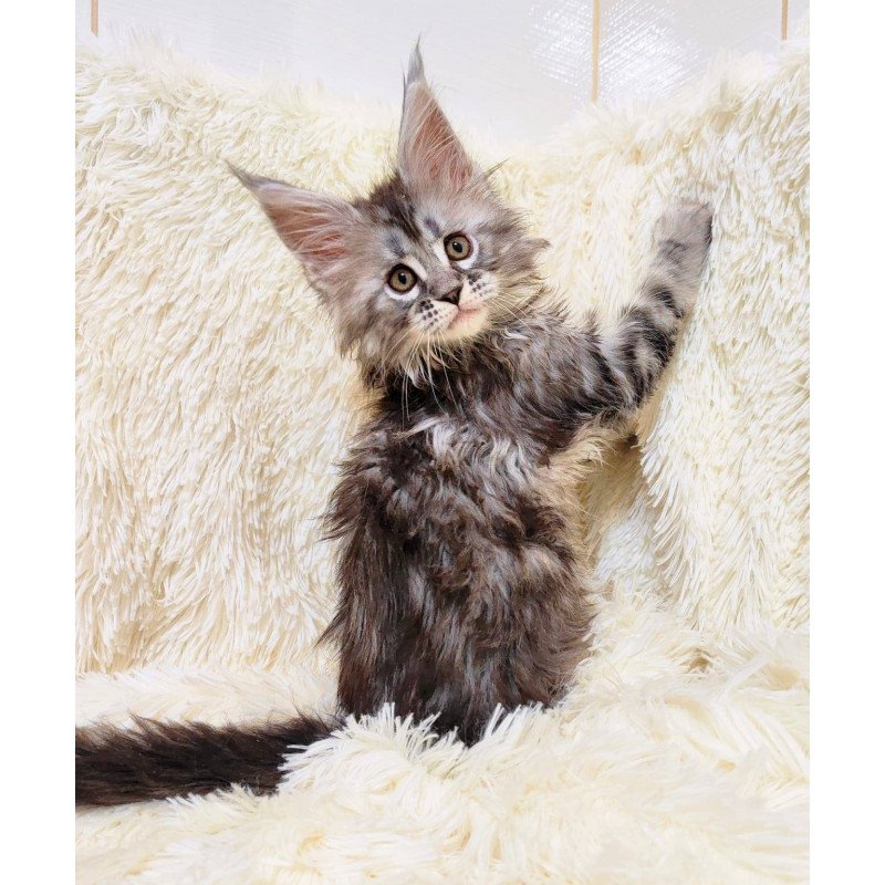 Maine Coon EZ Pudra