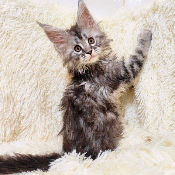 Maine Coon EZ Pudra